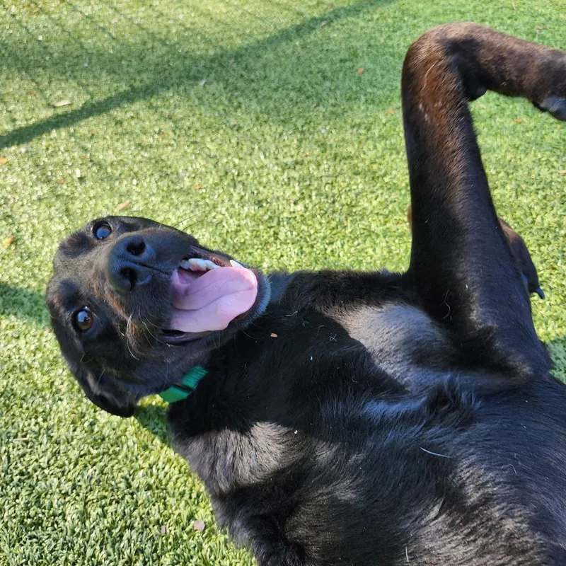 An adult medium-sized female Black Mixed Breed dog named Mooney for adoption in Greensboro, NC