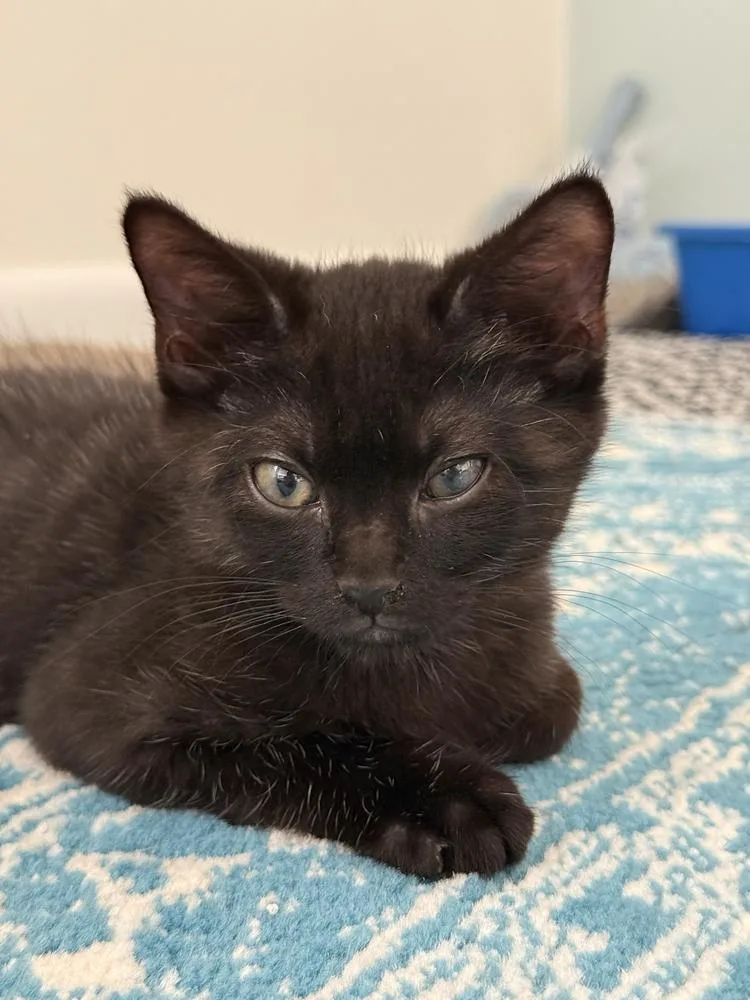 A baby medium-sized male Black & White / Tuxedo Domestic Short Hair cat named Goober for adoption in Milltown, NJ