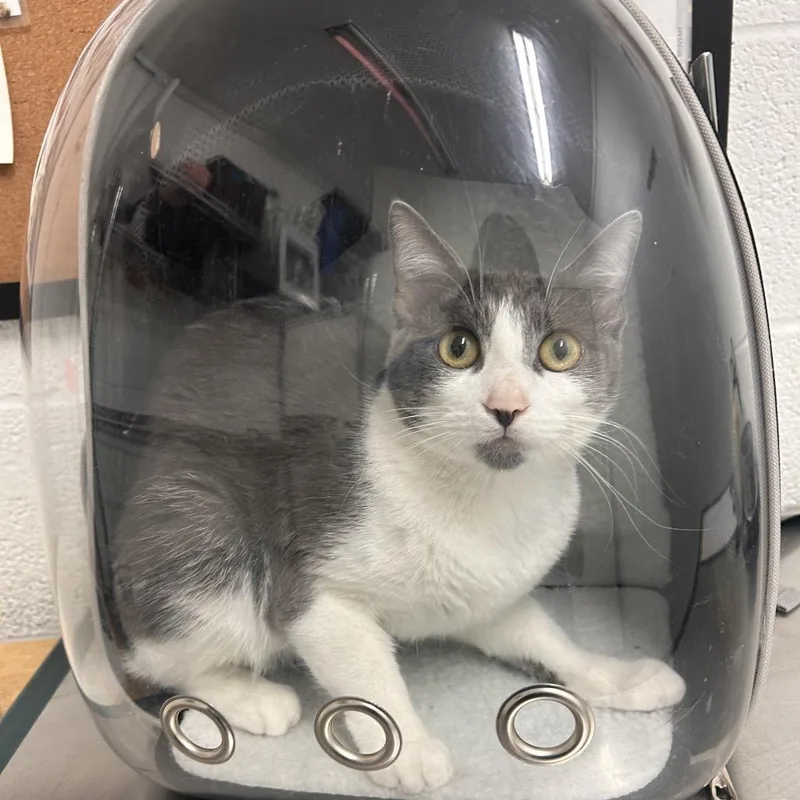 A young medium-sized female Gray / Blue / Silver Domestic Short Hair cat named Charlie for adoption in Edinburg, TX