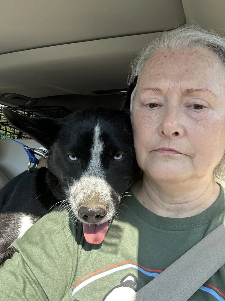 A young medium-sized female Tricolor (Brown, Black, & White) Australian Cattle Dog / Blue Heeler dog named Bella for adoption in Ellijay, GA