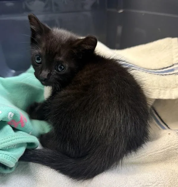 A baby small-sized male Domestic Short Hair cat named Blockbuster for adoption in San Diego, CA