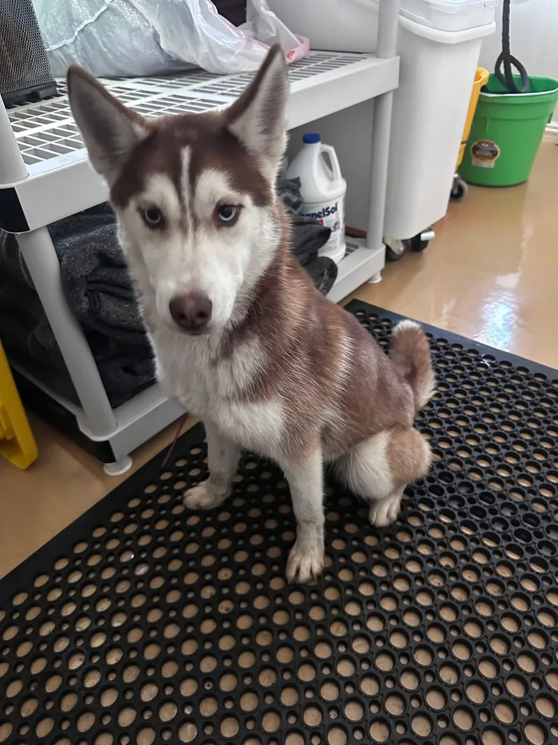 A young medium-sized female Red / Chestnut / Orange Siberian Husky dog named Daphne for adoption in Sheridan, OR