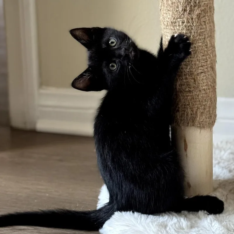 A baby small-sized male Black Domestic Short Hair cat named Vessel for adoption in Long Beach, CA
