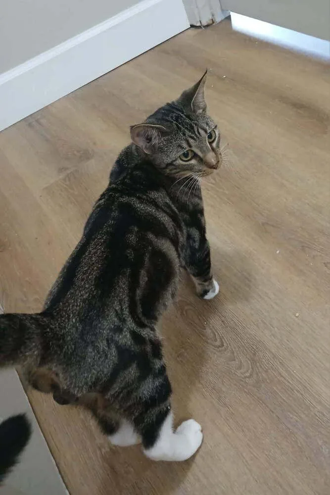 A young small-sized male Domestic Short Hair cat named Sheldon for adoption in Orlando, FL