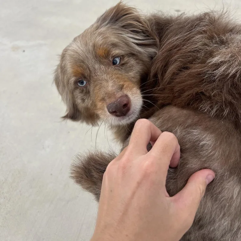 Cocoa