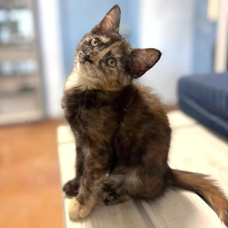 A baby small-sized female Tortoiseshell Domestic Short Hair cat named Choco Flan for adoption in Clarksville, AR