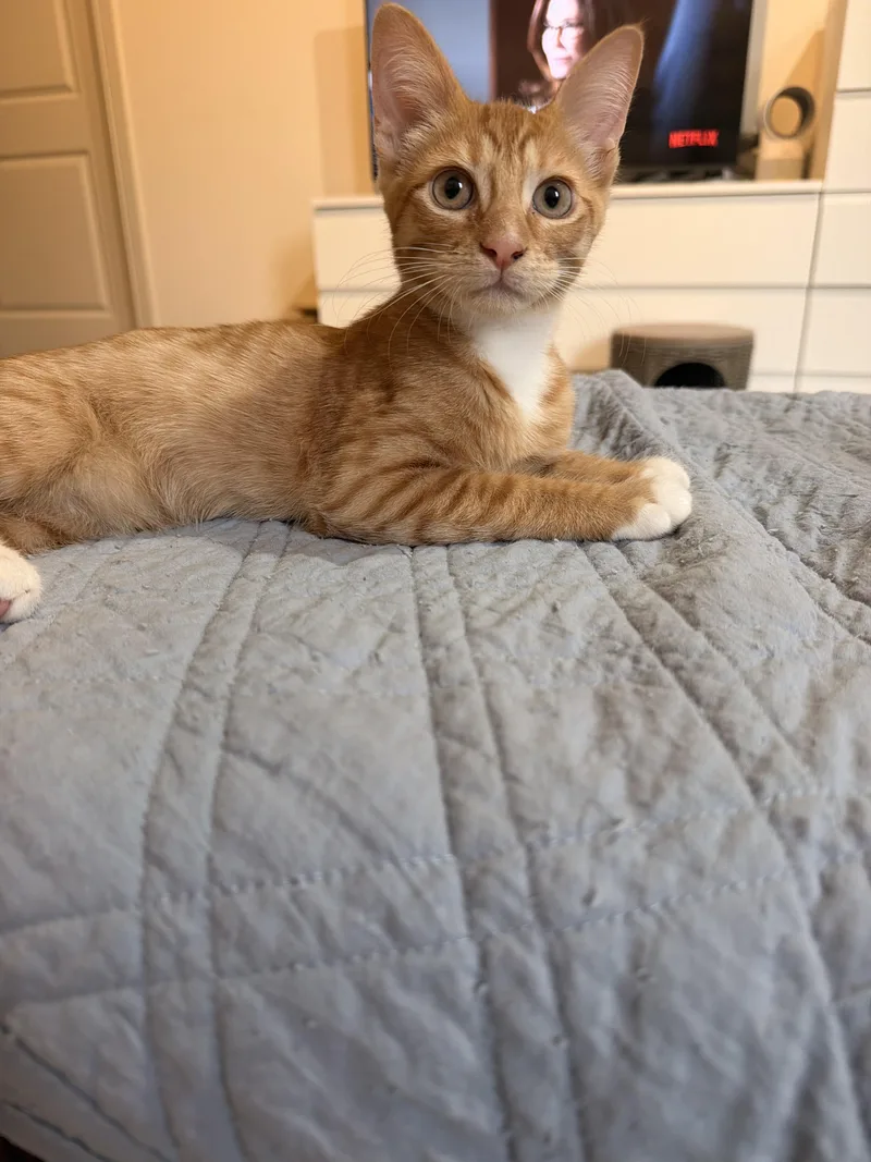 A baby medium-sized male Domestic Short Hair cat named Eugene for adoption in Austin, TX