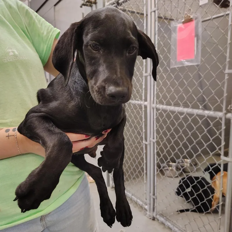 A baby small-sized male Black Labrador Retriever dog named Nubbz McGee for adoption in Novelty, OH