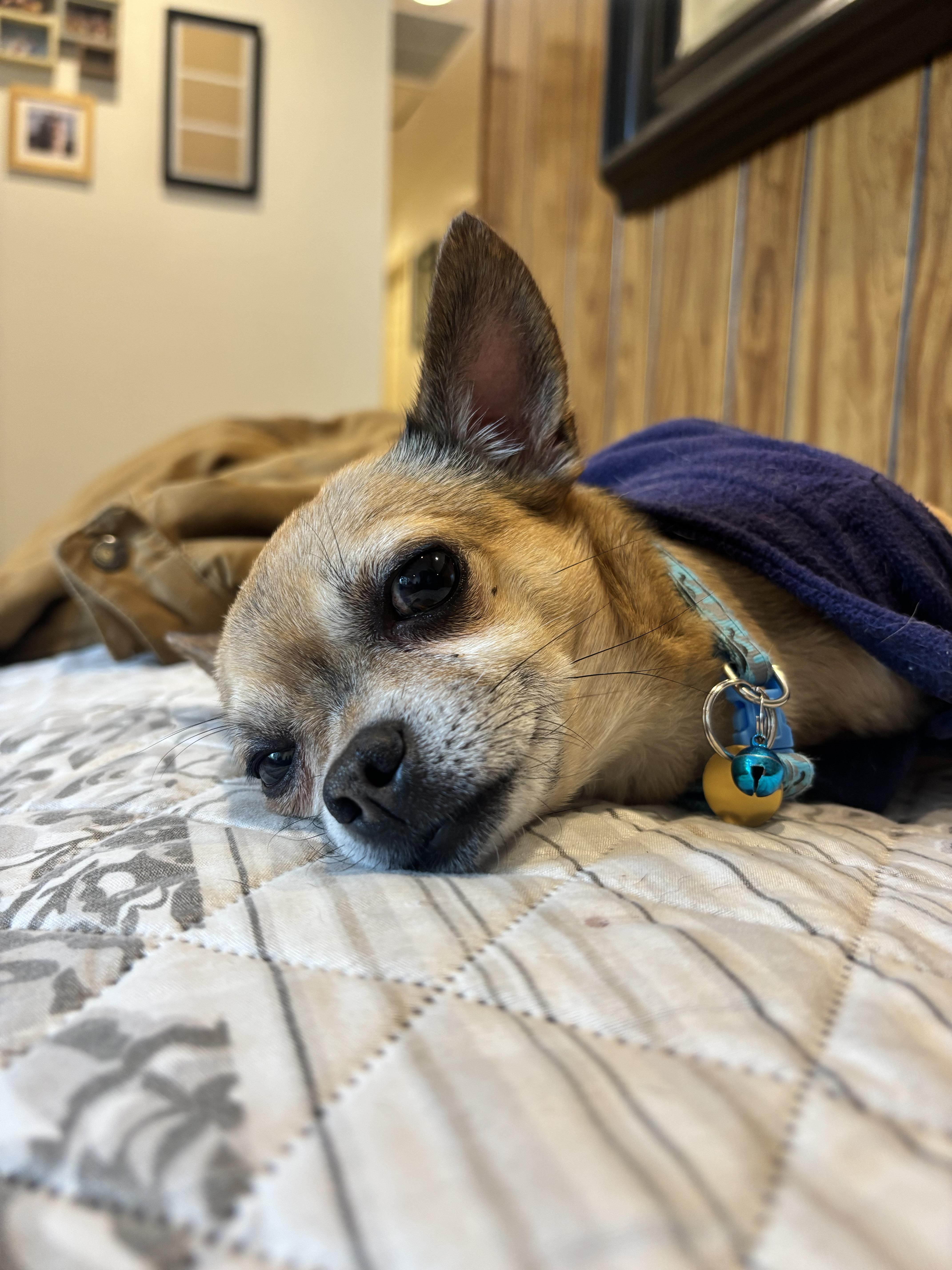 Jack  The Darling thumbnail 2