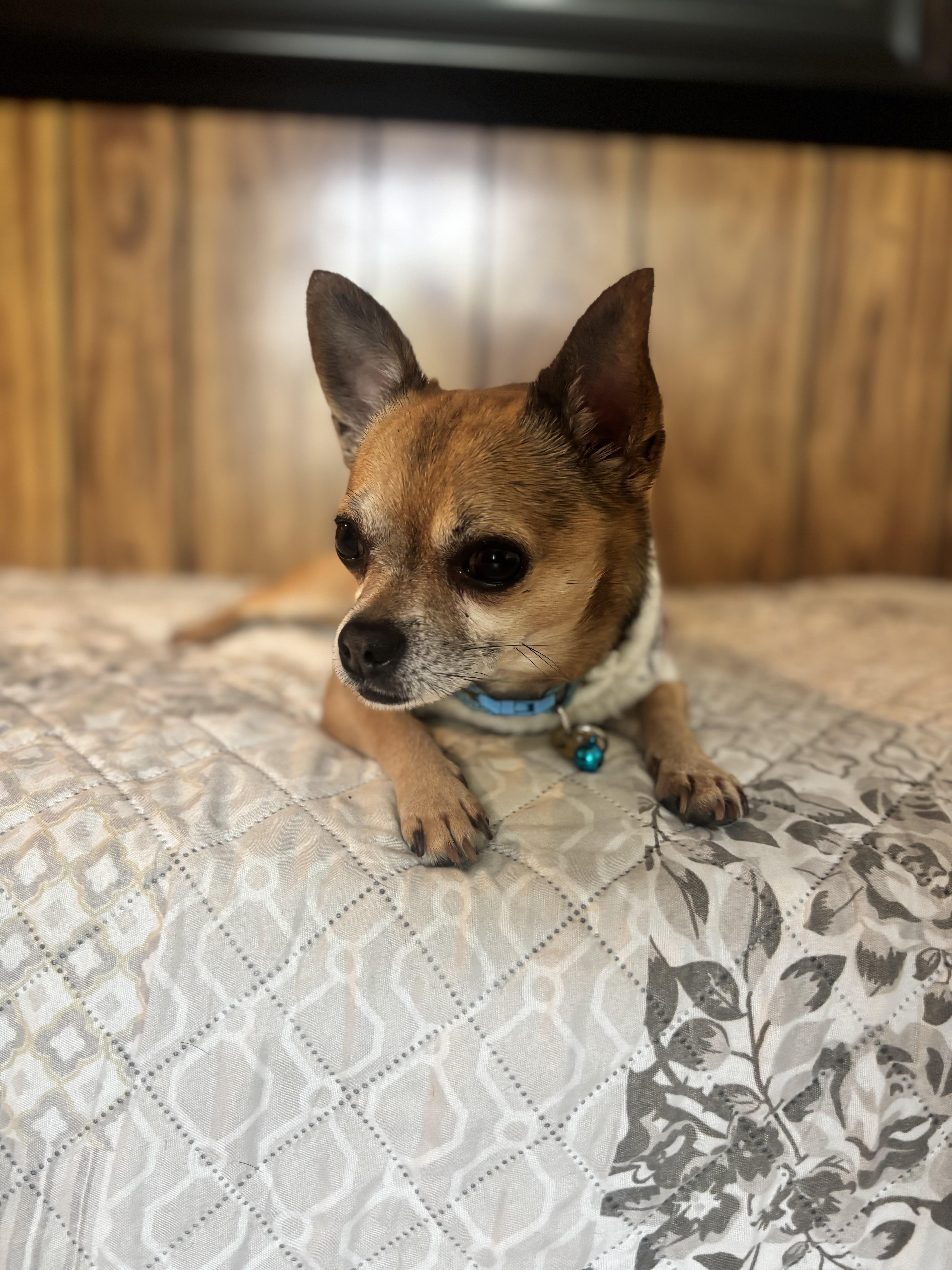 An adult small-sized male Brown / Chocolate Chihuahua dog named Jack The Darling for adoption in Citrus Heights, CA