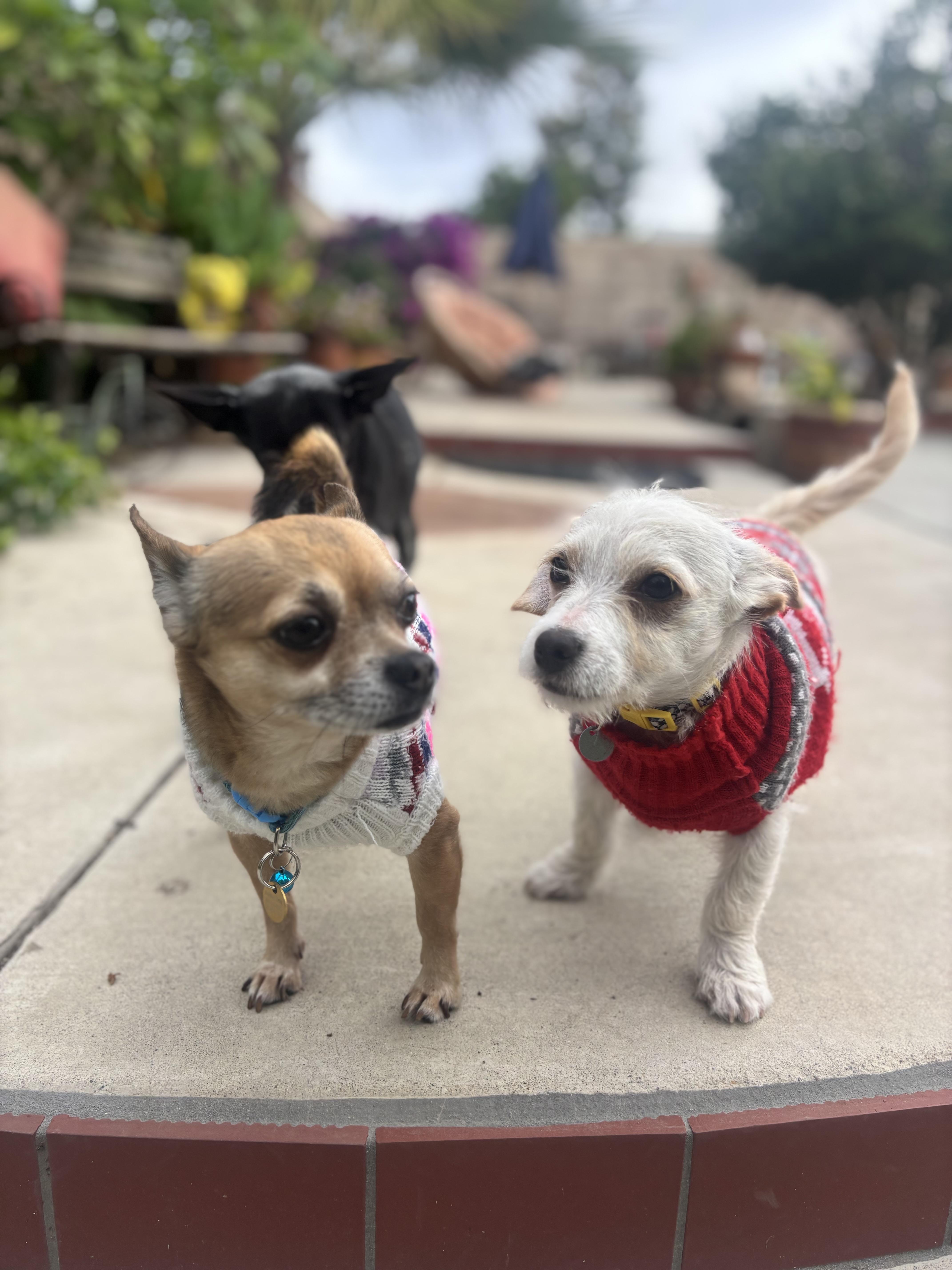 Jack  The Darling thumbnail 3