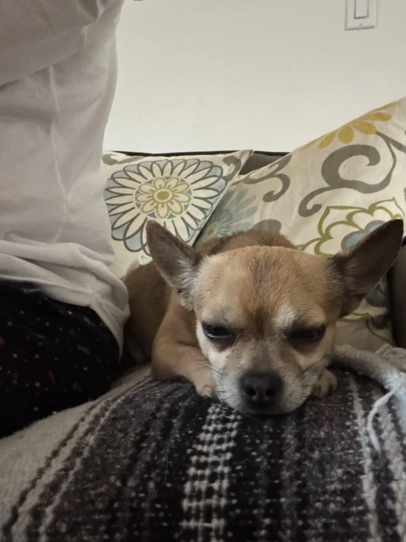 Jack  The Darling thumbnail 4