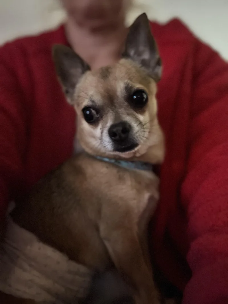 Jack  The Darling thumbnail 5