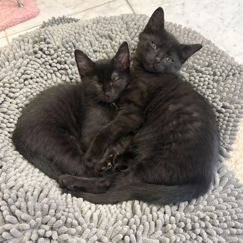 A baby small-sized female Black Domestic Short Hair cat named Muskrat Love for adoption in Richmond, VA