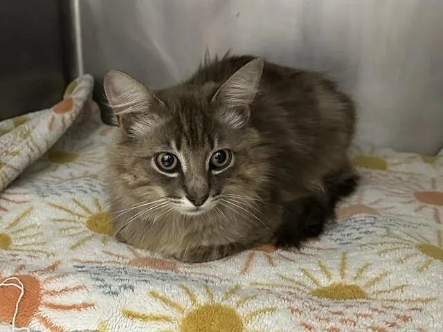 A young small-sized male Domestic Medium Hair cat named Cloud for adoption in McKinleyville, CA