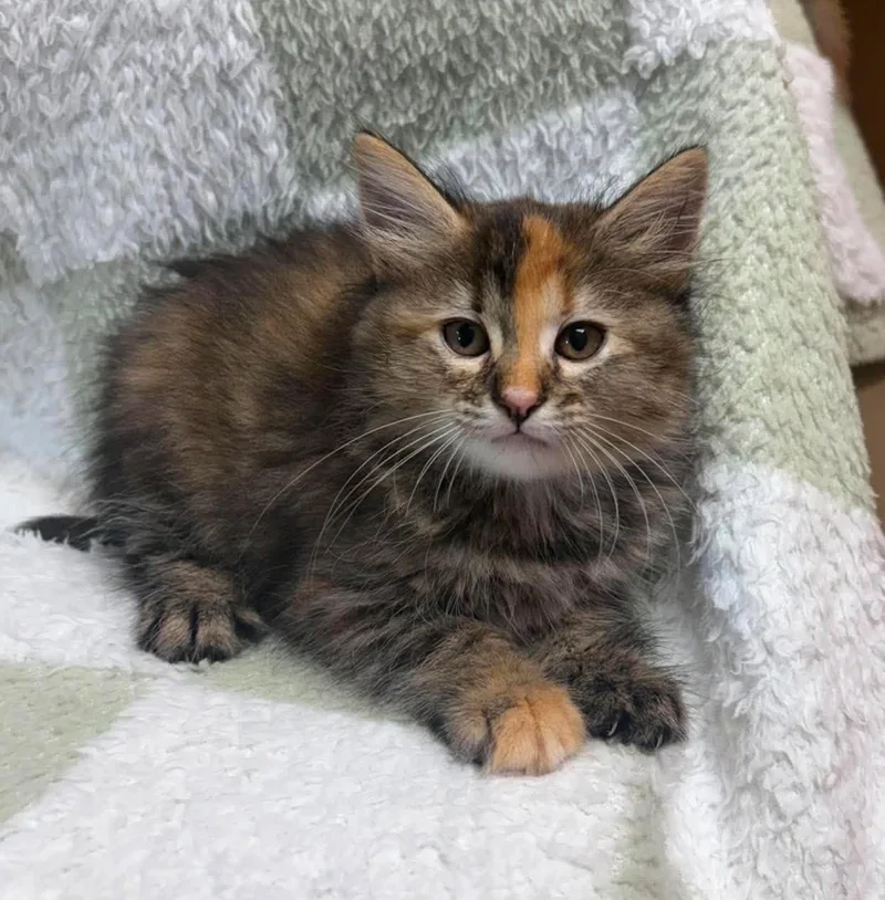 A baby medium-sized female Tortoiseshell Domestic Short Hair cat named Edith for adoption in Maryville, MO