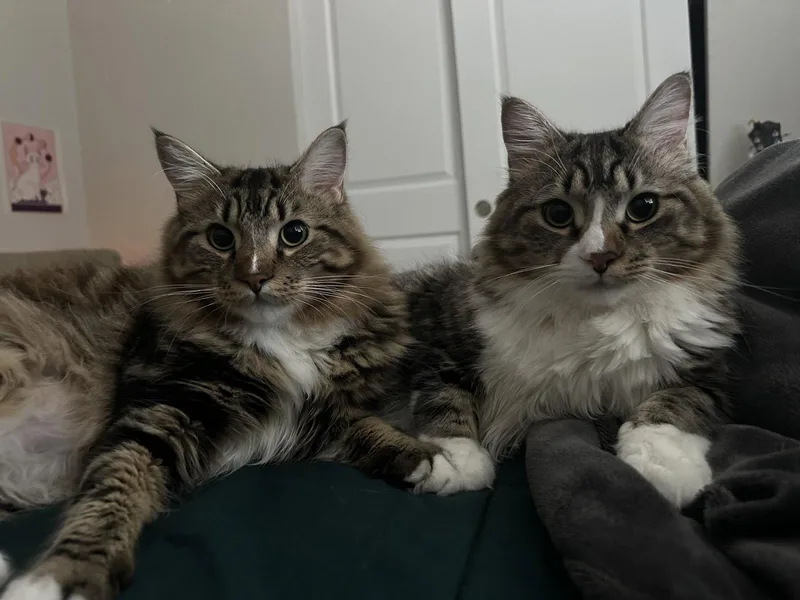 An adult medium-sized male Maine Coon cat named Tota & Amba for adoption in Hockessin, DE