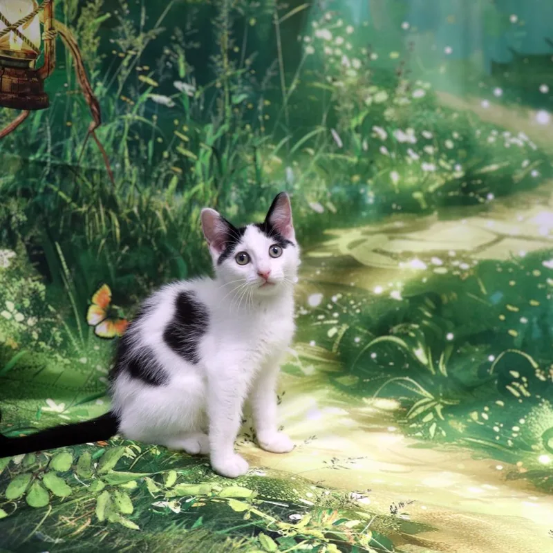 Sunny thumbnail 4