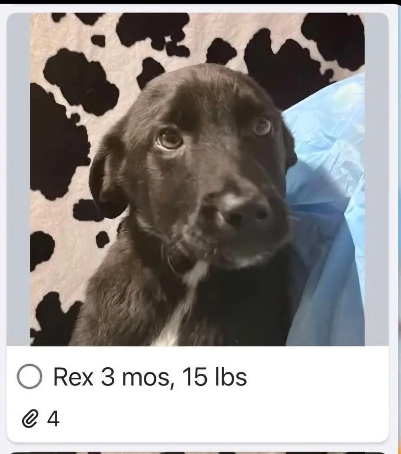 A baby medium-sized male Labrador Retriever dog named Rex for adoption in Croydon, NH