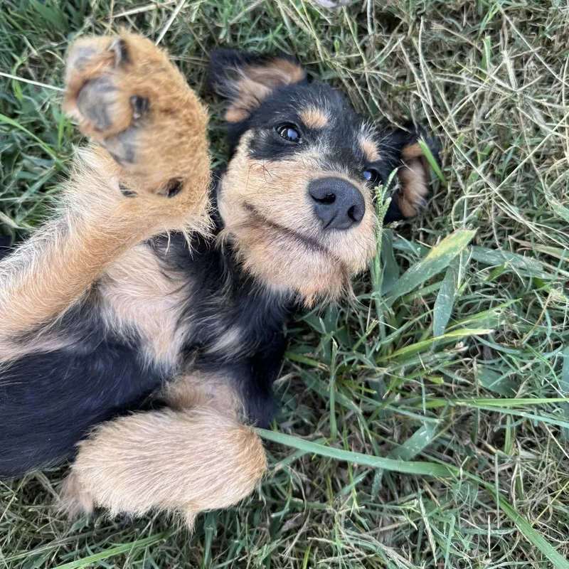 A baby small-sized male Hound dog named Nathan Shelley for adoption in Winchester, TN