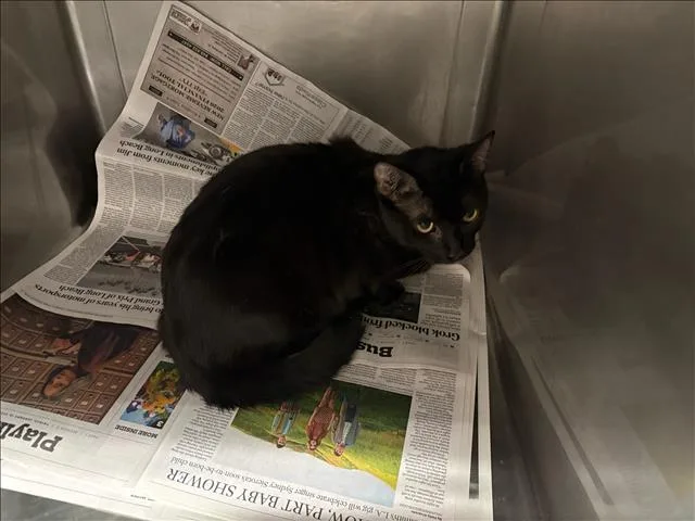 A young large-sized male Domestic Short Hair cat named Phantom for adoption in Chatsworth, CA