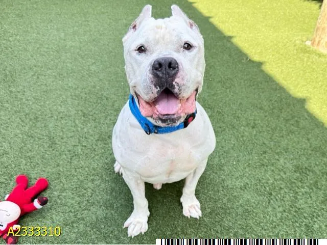 An adult extra large-sized male Mixed Breed dog named Ghost for adoption in West Palm Beach, FL