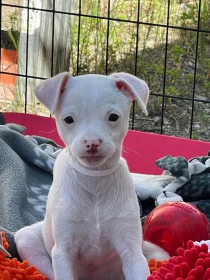 White Snake thumbnail 2