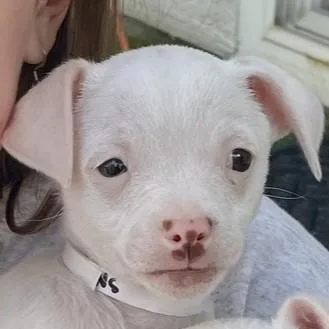 White Snake thumbnail 3