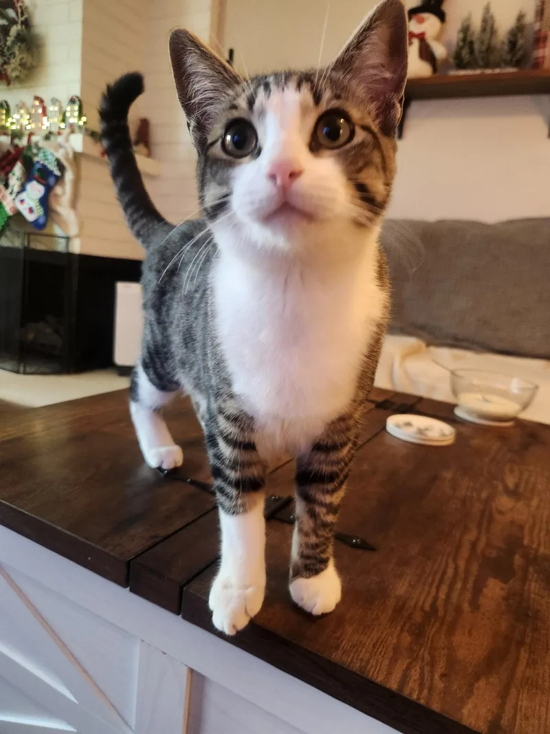 Luna And Handsome thumbnail 2