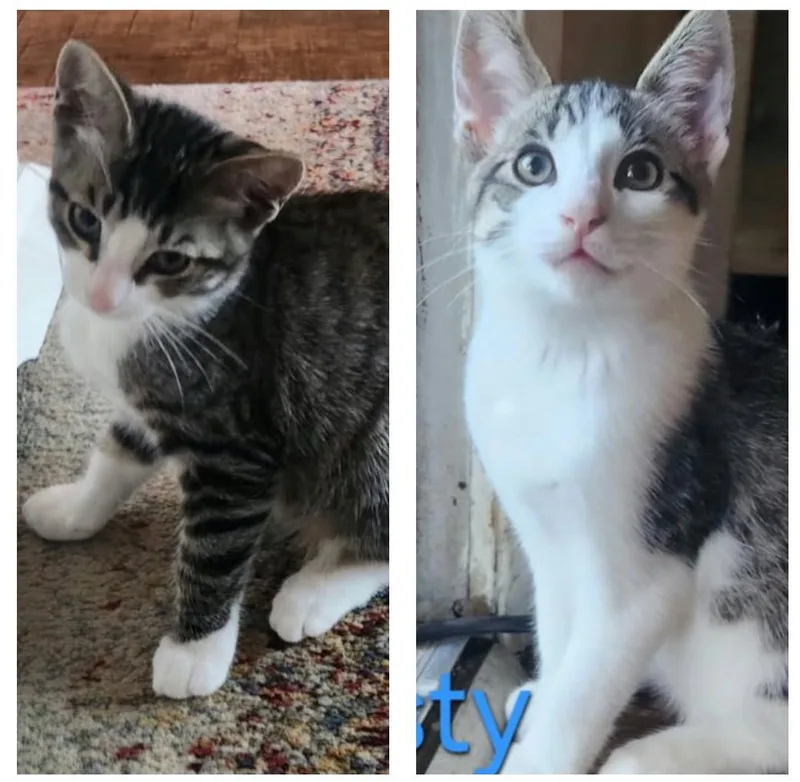 Luna And Handsome thumbnail 3