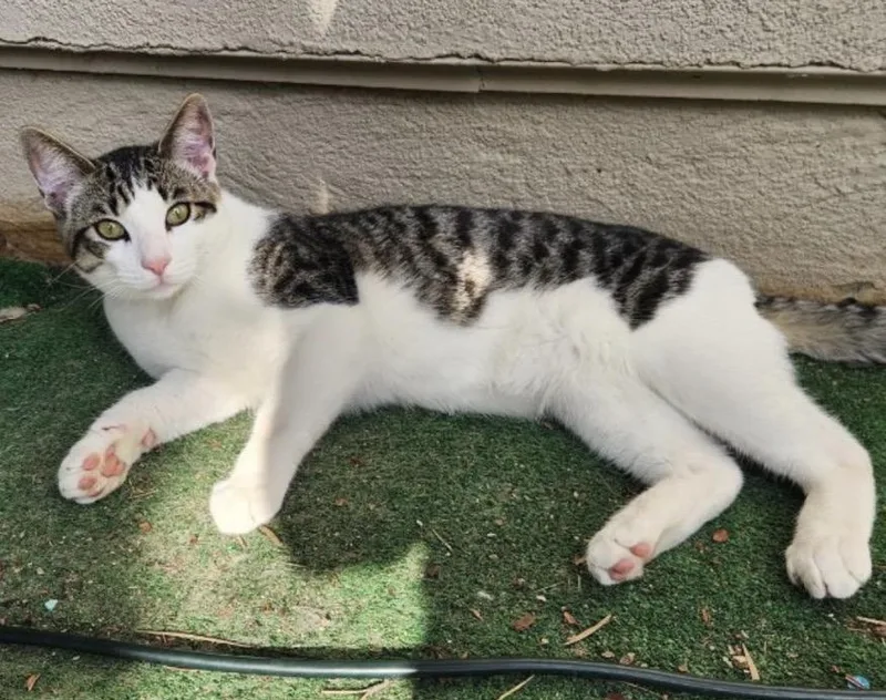 Luna And Handsome thumbnail 4