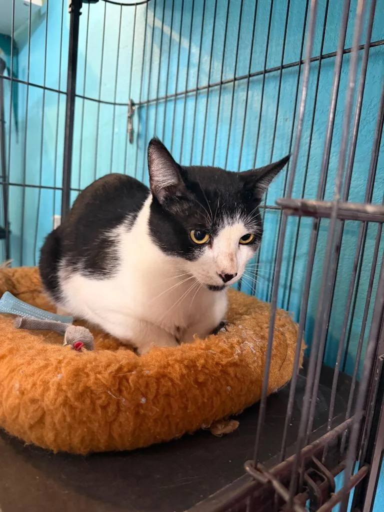 A young small-sized male Domestic Short Hair cat named Oreo for adoption in Crocker, MO