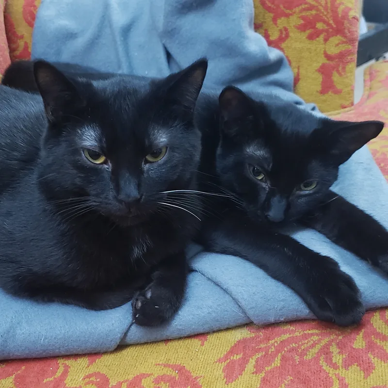 Midnight thumbnail 2