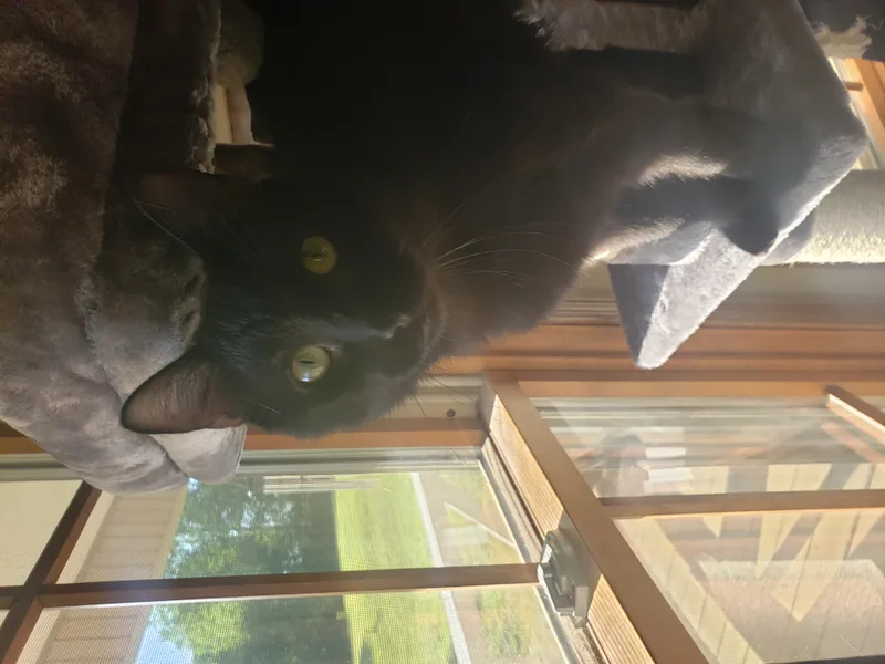 Midnight thumbnail 3