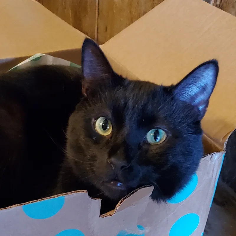 Midnight thumbnail 4