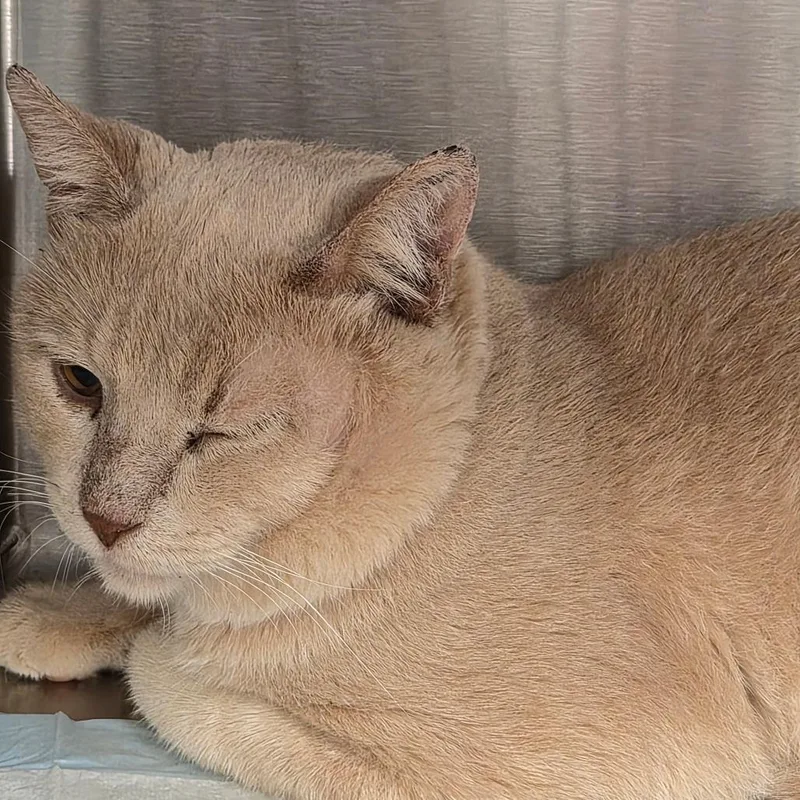 Roux