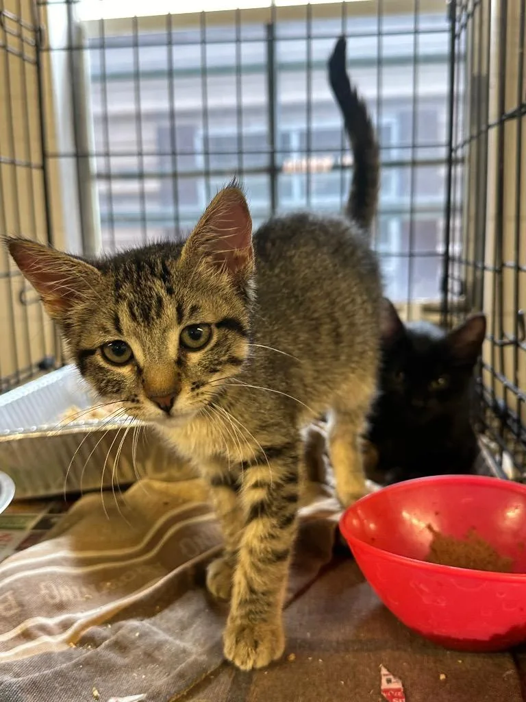 A young medium-sized female Domestic Short Hair cat named Cassidy for adoption in Sorrento, LA