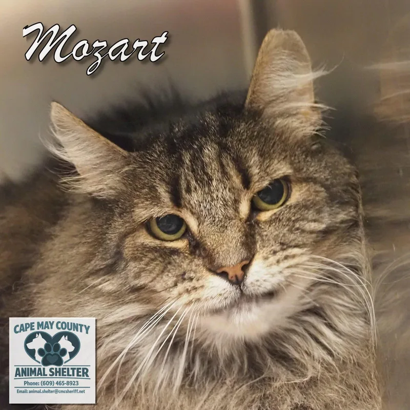 A young medium-sized male Domestic Short Hair cat named Mozart for adoption in Cape May Court House, NJ
