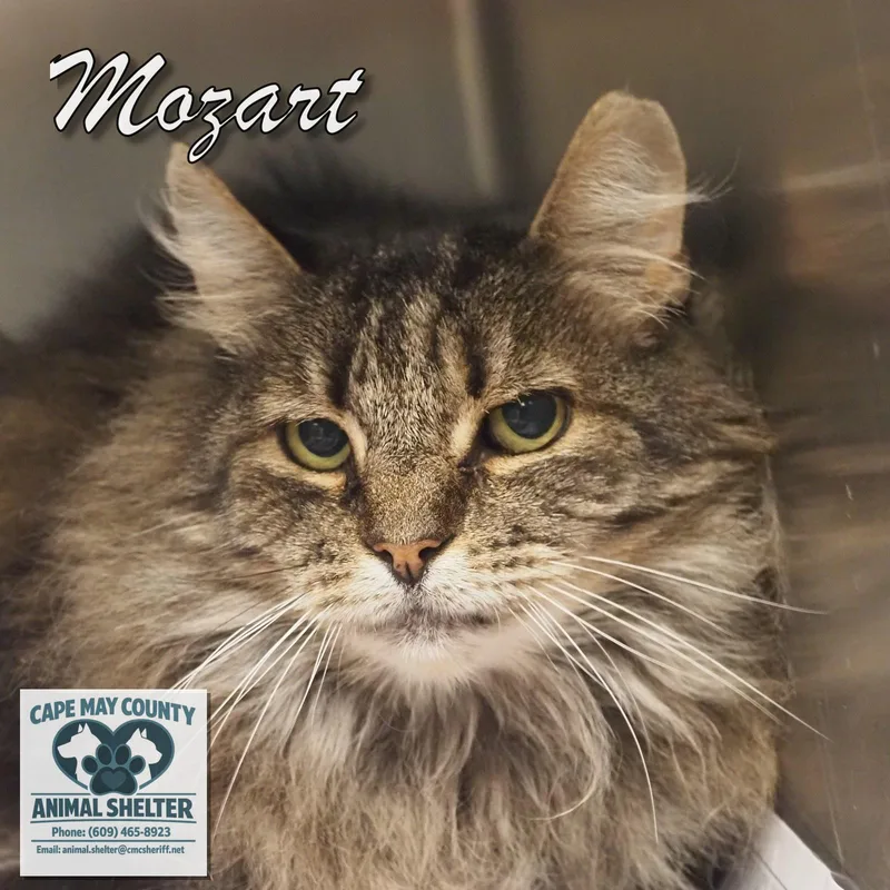 Mozart thumbnail 2