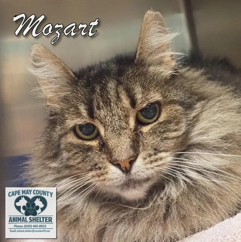 Mozart thumbnail 3