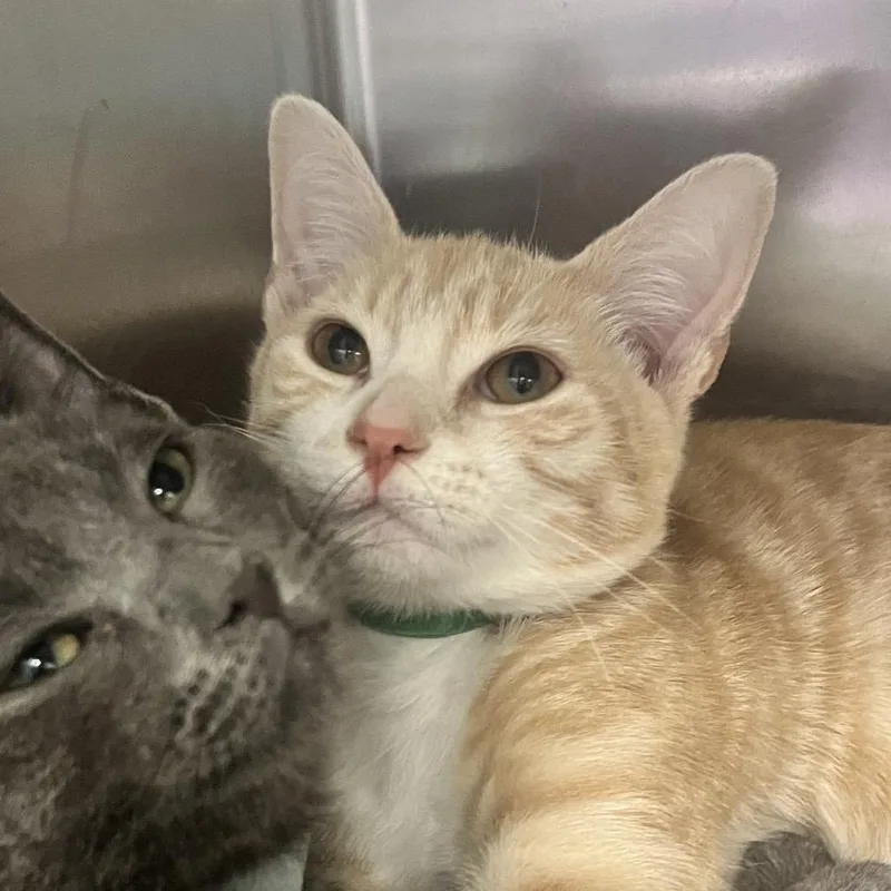 A baby small-sized male Orange / Red Domestic Short Hair cat named Colgate for adoption in East Hanover, NJ