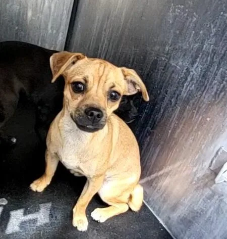 A young small-sized female Terrier dog named Dopey for adoption in San Antonio, TX