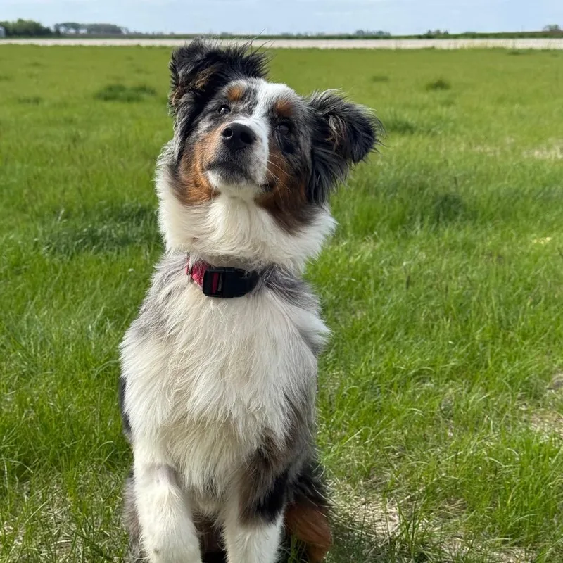 Remi