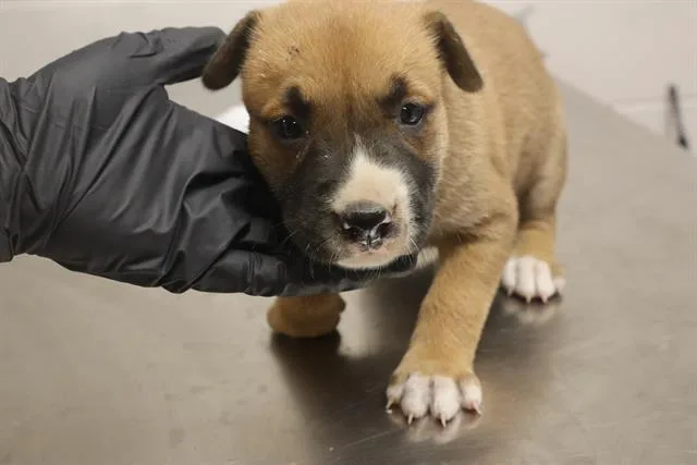 A baby small-sized female Mixed Breed dog named Timber for adoption in Columbia, SC