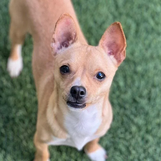 A young medium-sized male Chihuahua dog named Shrimp for adoption in Burlingame, CA