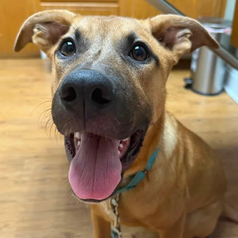 A baby large-sized male German Shepherd Dog dog named Huckleberry for adoption in Fort Worth, TX