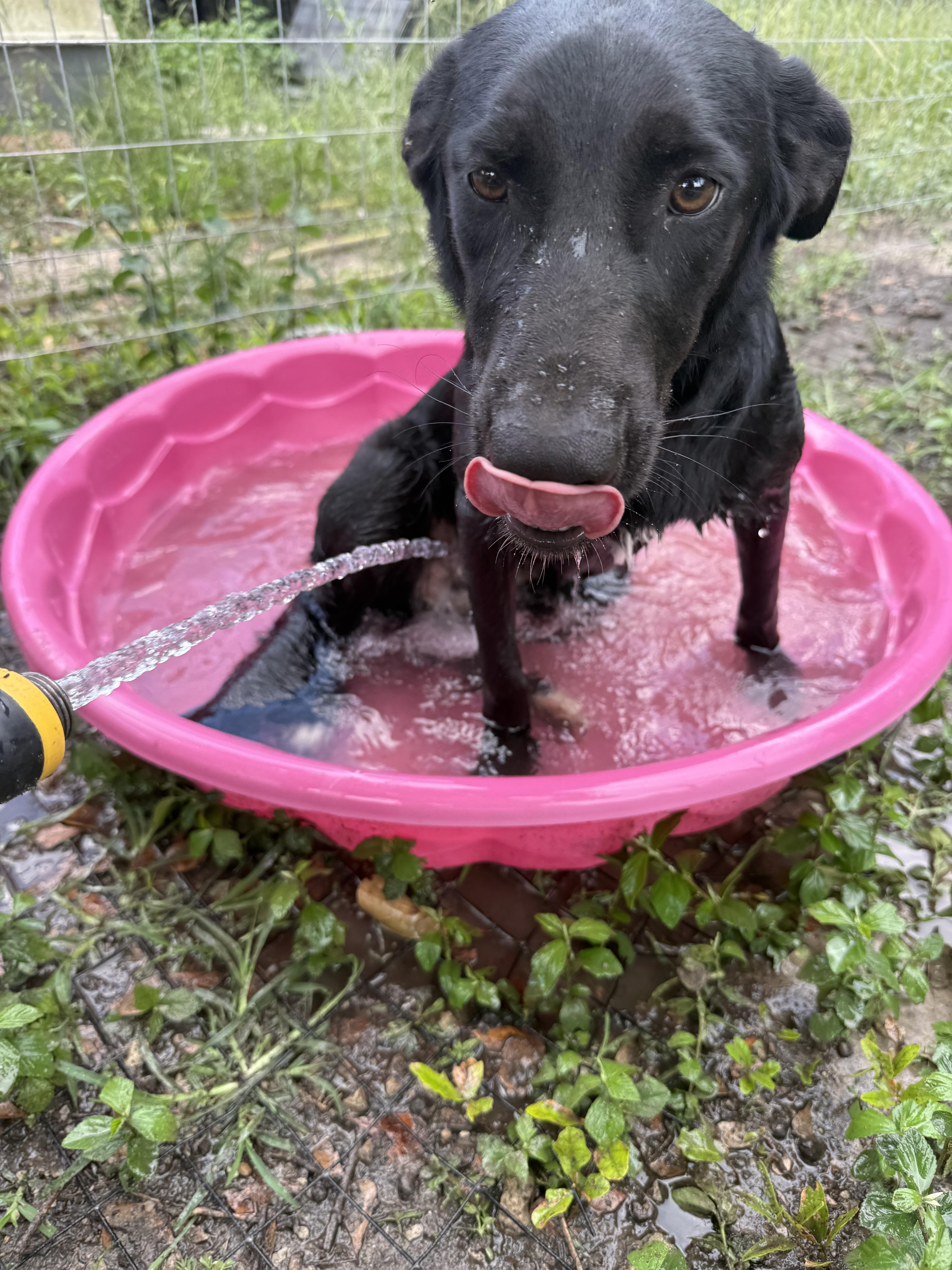 A young medium-sized male Golden Retriever dog named Sasha for adoption in Grand ridge, FL