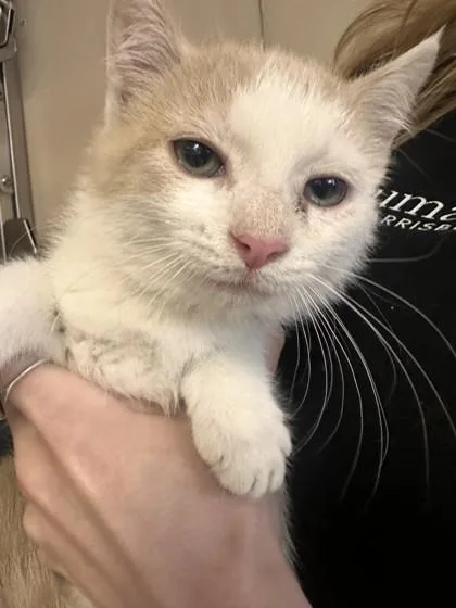 A baby small-sized female Domestic Short Hair cat named Grapefruit for adoption in West Chester, PA