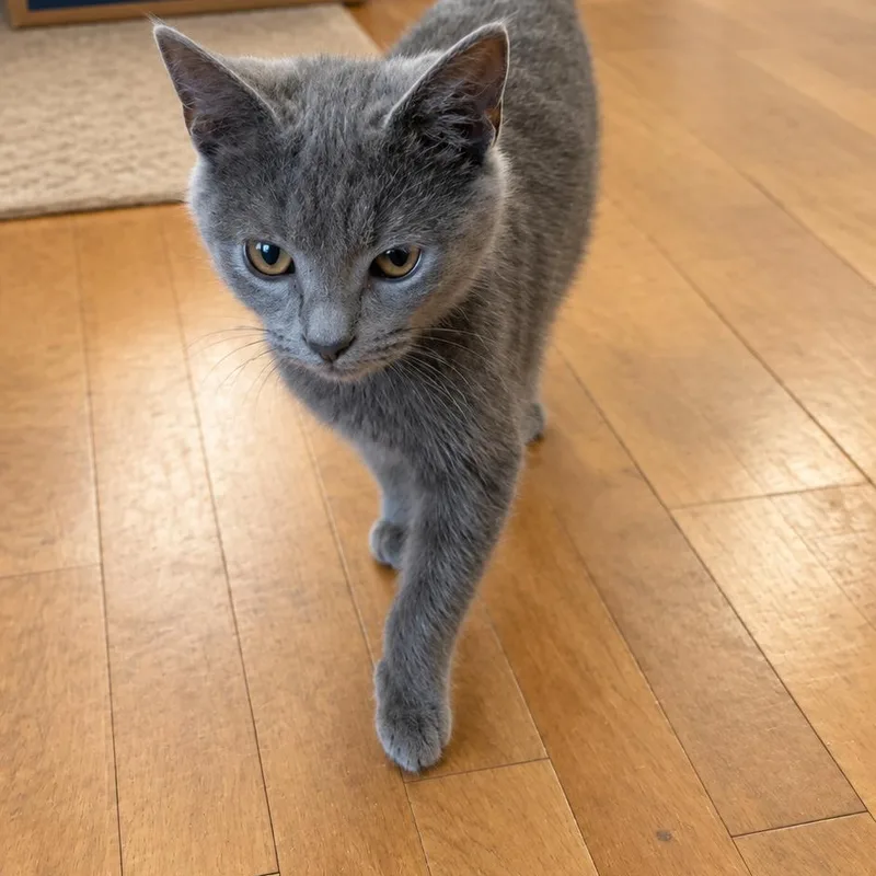 A baby medium-sized female Domestic Short Hair cat named Cinder for adoption in Detroit, MI