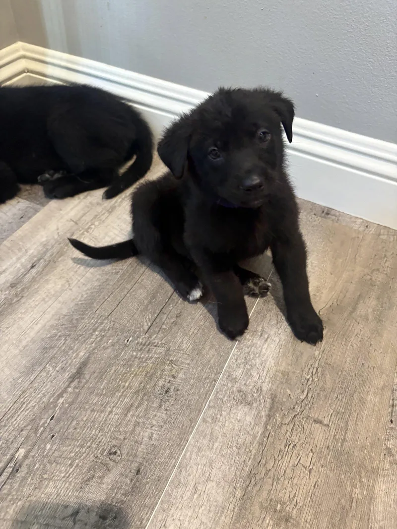 A baby large-sized male Labrador Retriever dog named Rosie's Puppy Teddy for adoption in San Diego, CA